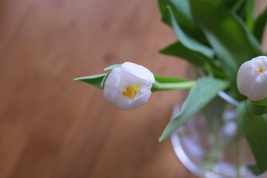 weiße-Tulpen
